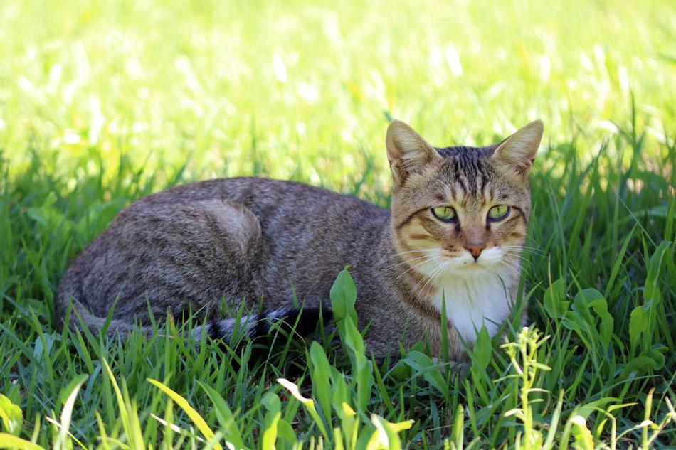 Cat on The Grass in park