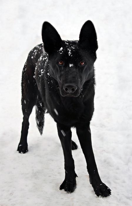 Black German Shepherd Snow