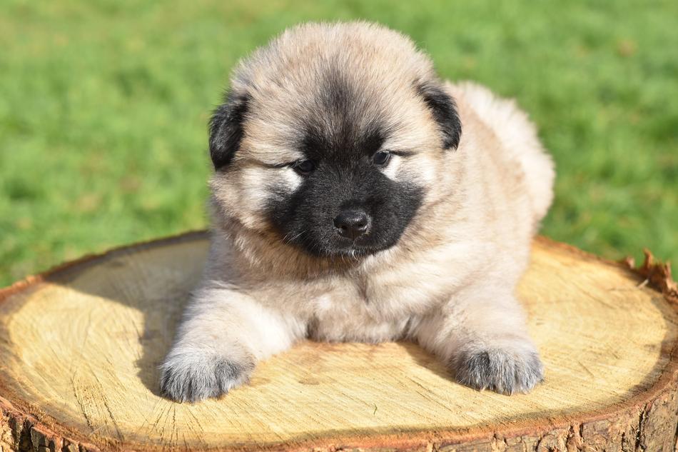 Dog Bitch Pup