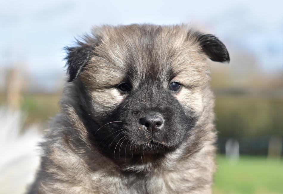 fluffy little puppy