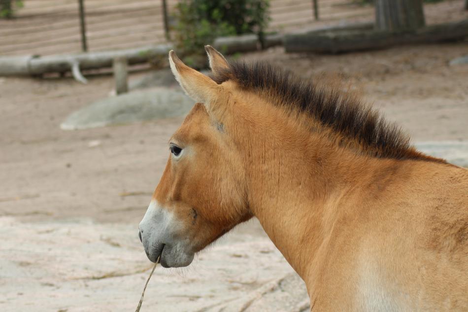 little horse at the zoo