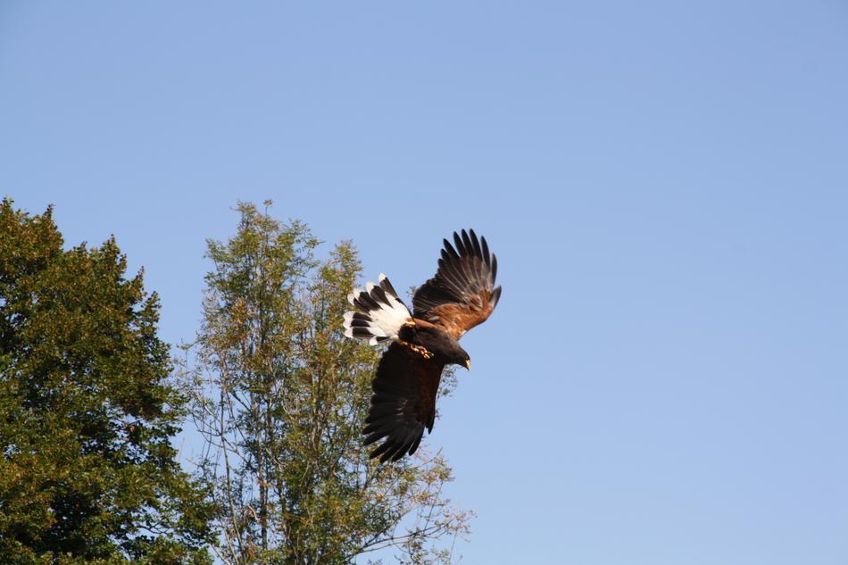 Raptors Falcon Bird