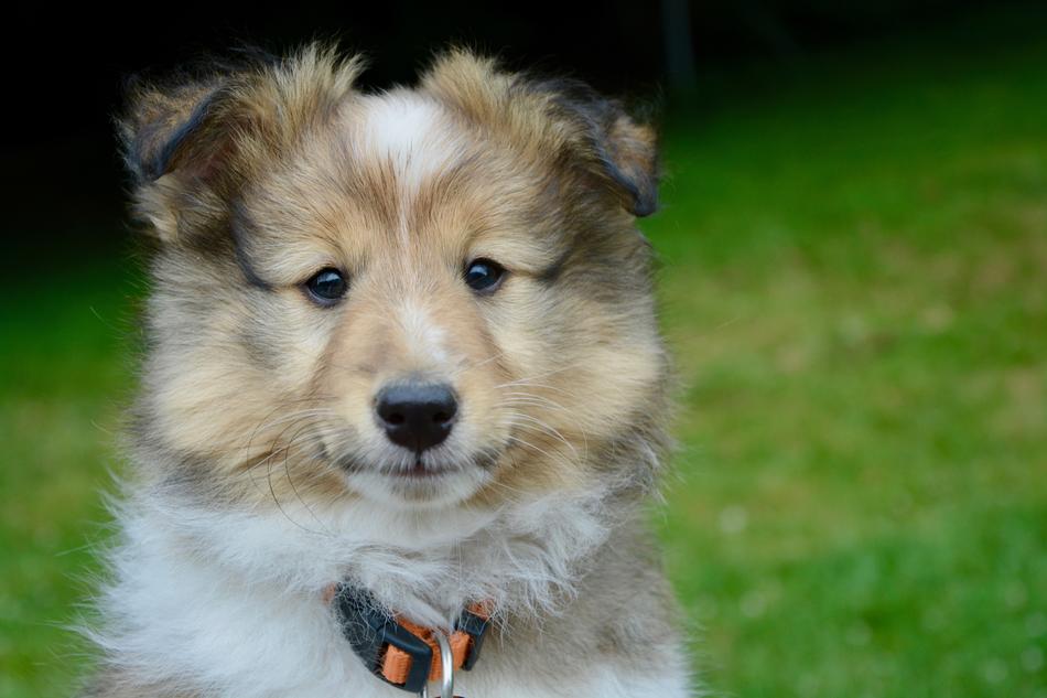 Dog Puppy Pup Shetland