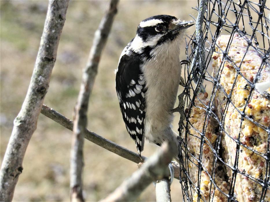 Woodpecker Downy
