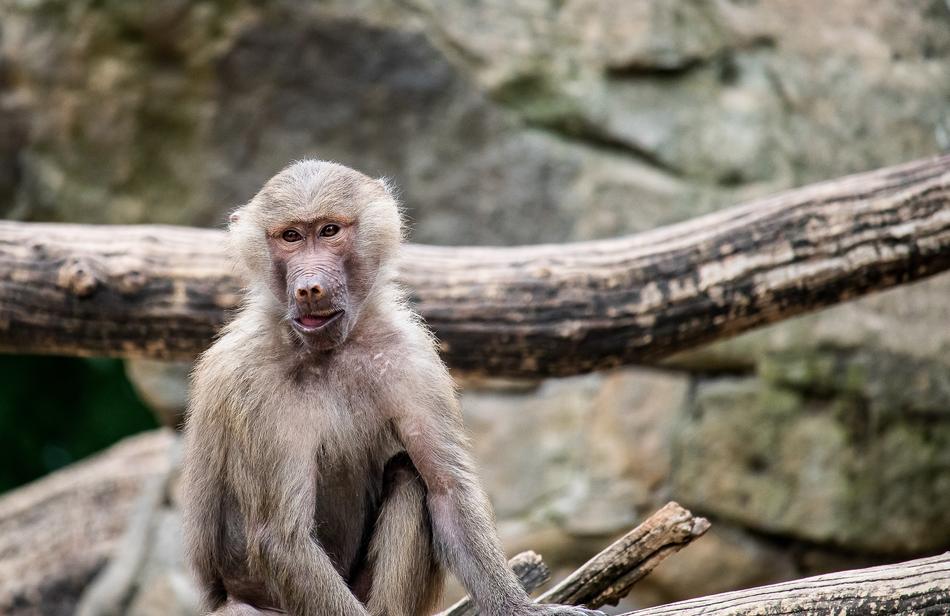 Monkey Primate Animal in wildlife