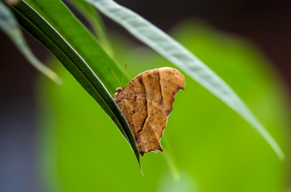 Butterfly Green Leaves
