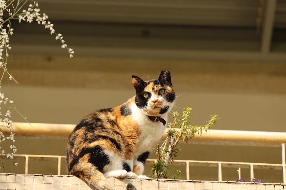 Animal Cat Portrait