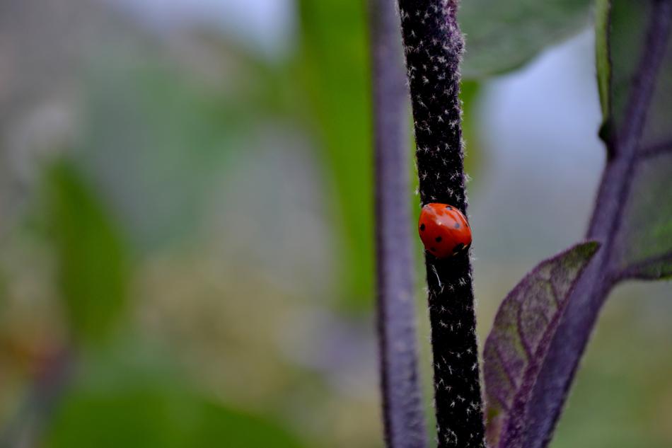 Ladybug Red Green