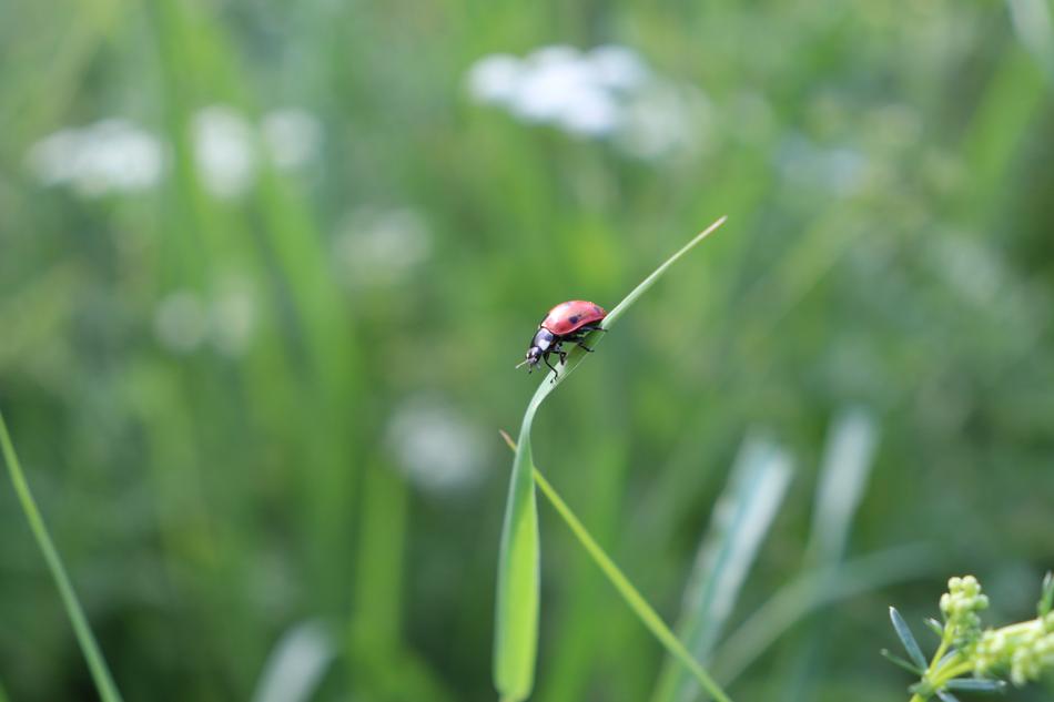 Ladybug Meadow Insect