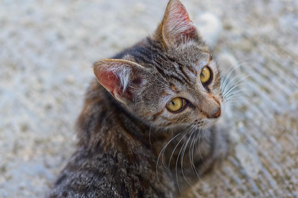 Cat Pet Look
