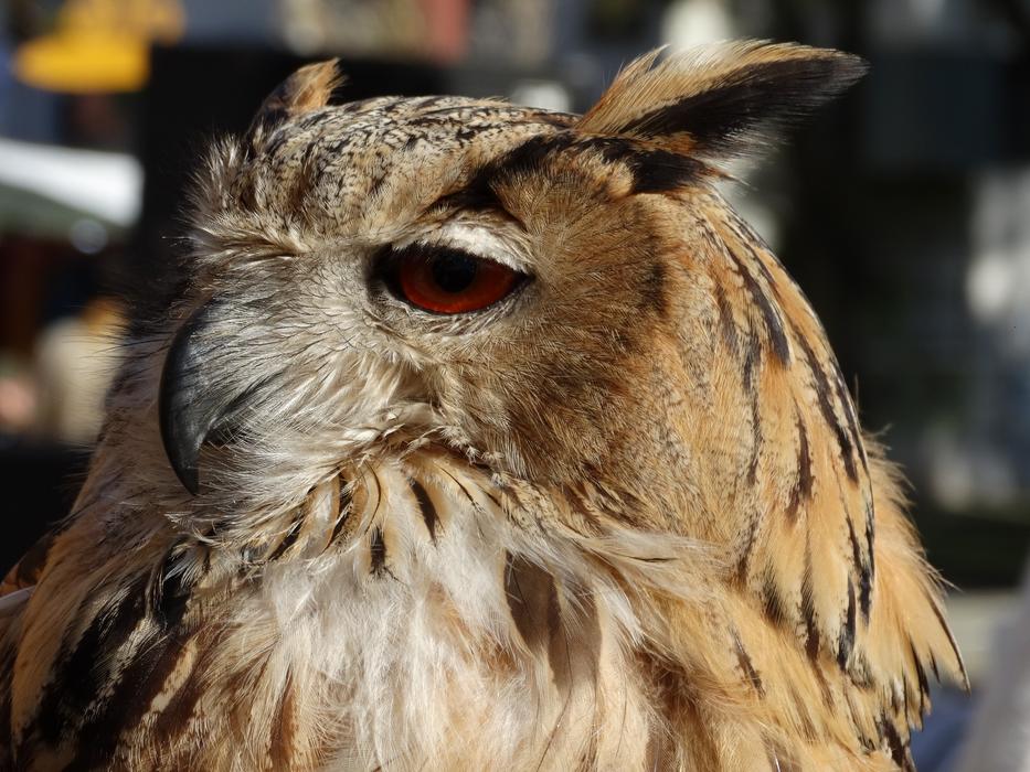 Owl Brown Animal