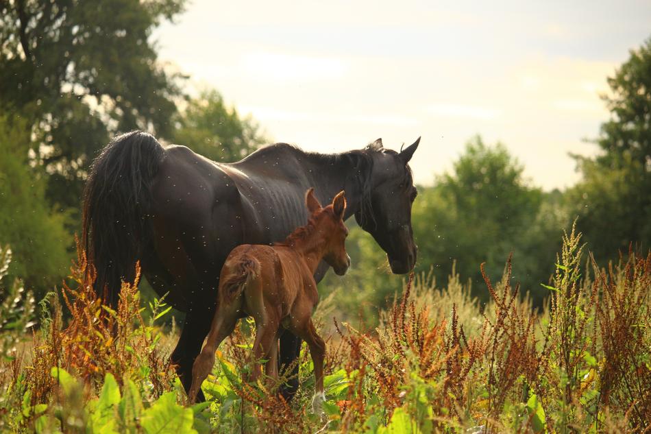 Horse Mare Foal on pasture