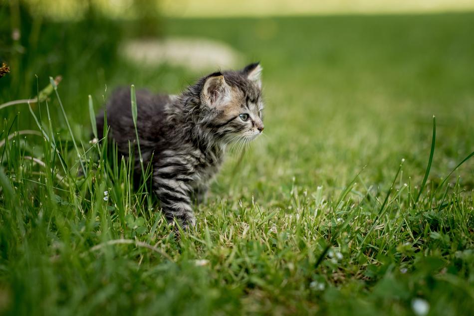 Kitten on grass in Summer