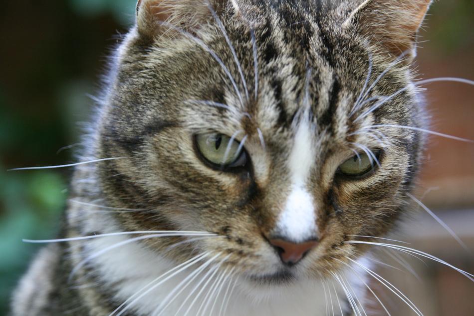 Cat Pet Cat'S Eyes