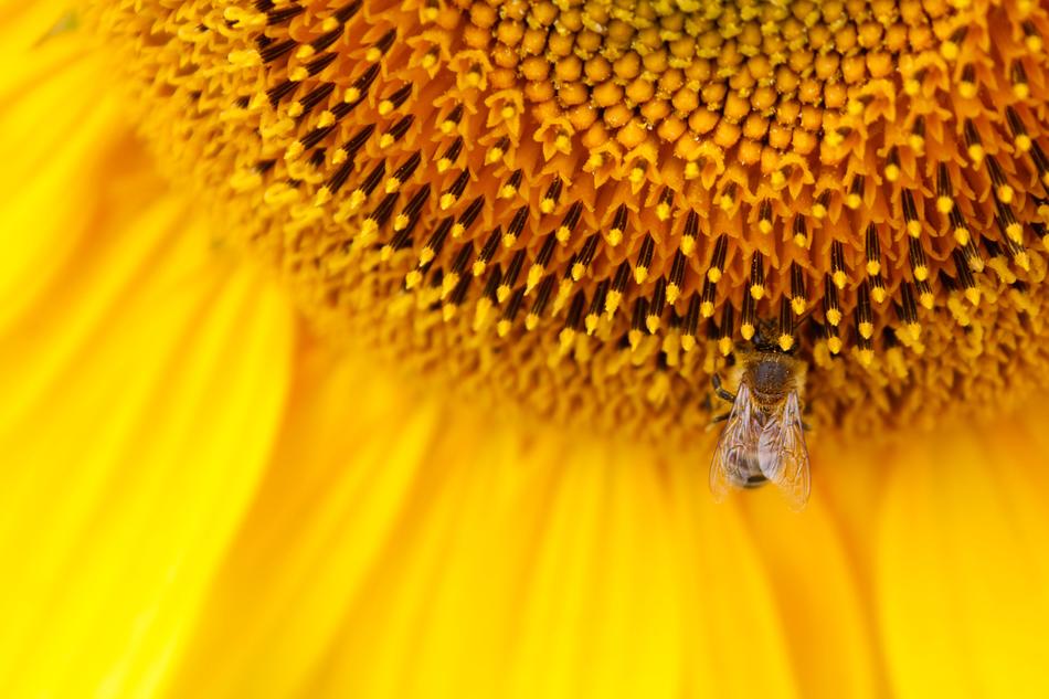 Sunflower Yellow Seeds