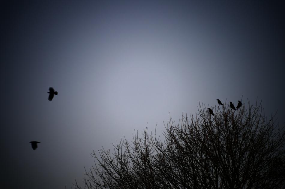 Moon Sky Bird