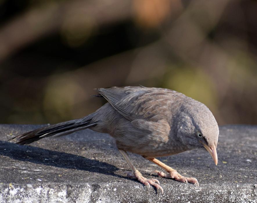 gray bird looks down