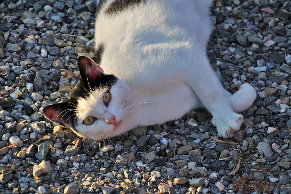Cat White Animals