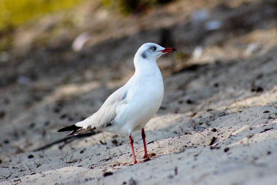 seagull Bird Animal on shore