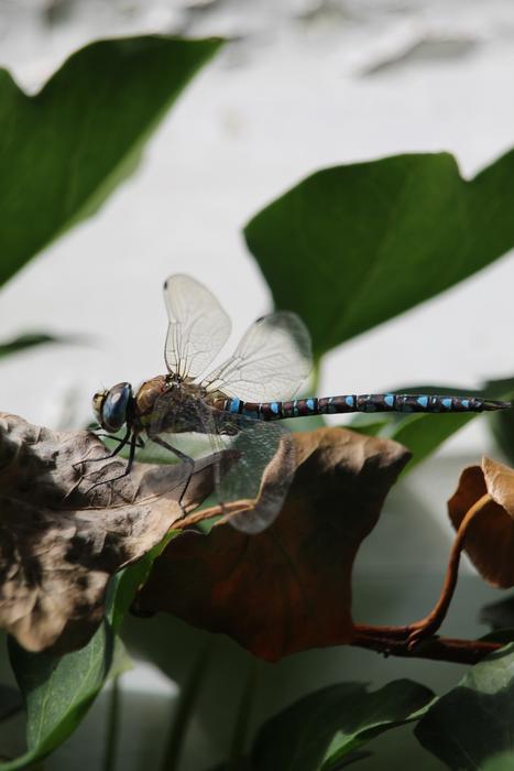 dragonfly Wazka Insect in nature