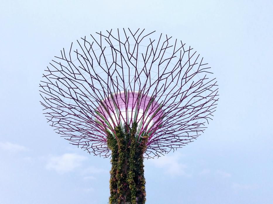 the purple tree is a beautiful sight