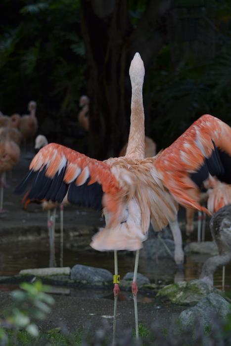 Flamingo Pink Zoo