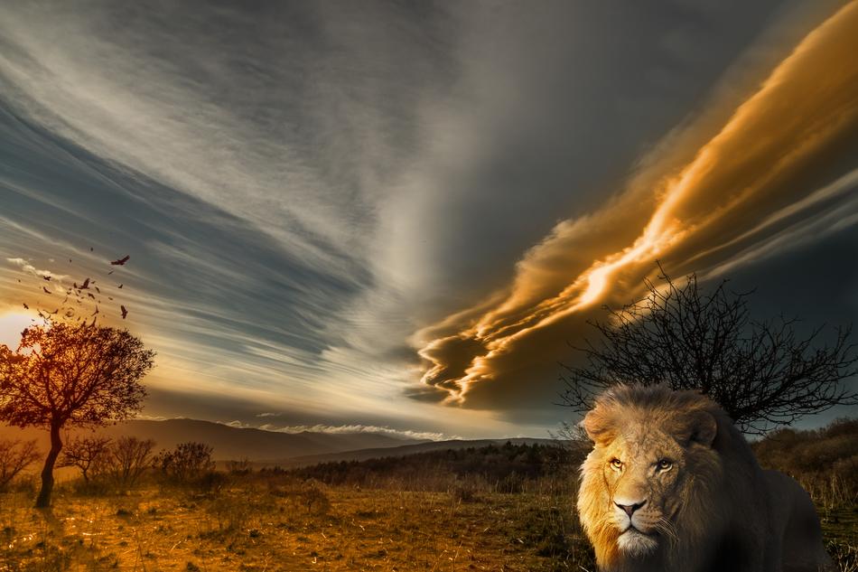 Lion Animal Prairie