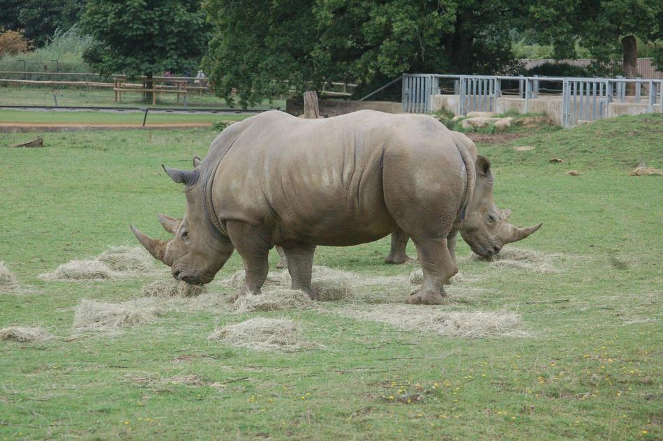 Rhino Rhinoceros Animal