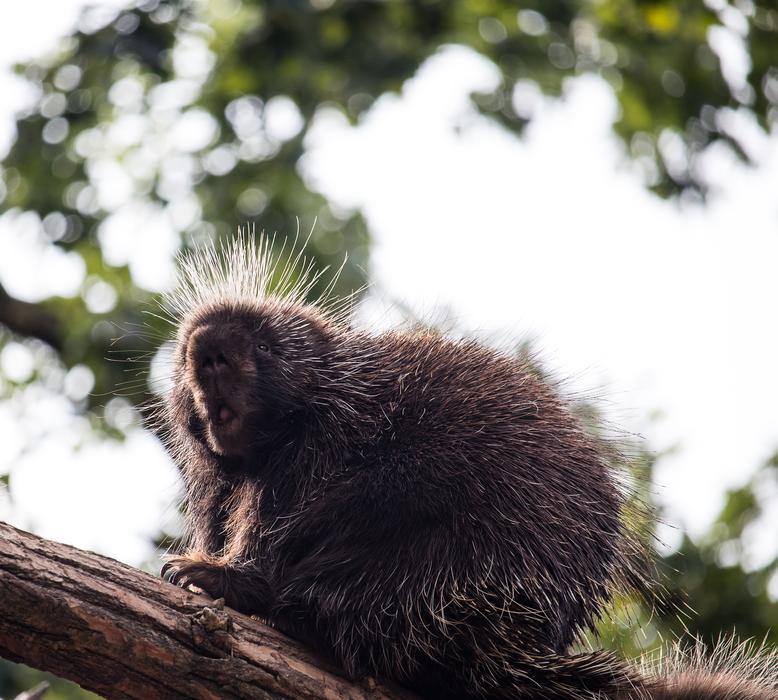 Porcupines Mammal Animal