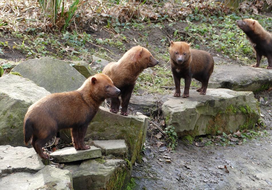 bush dog at the zoo