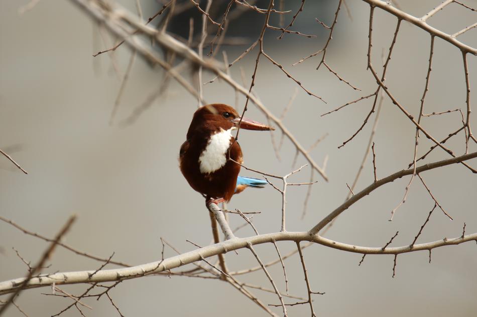 Bird Kingfisher Branches White