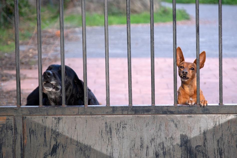 dogs behind the fence