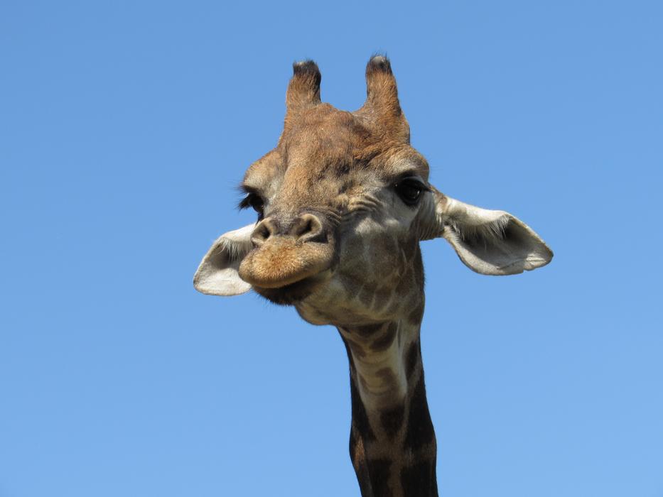 giraffe on blue background landscape