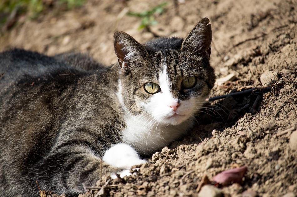 Cat Domestic Animal