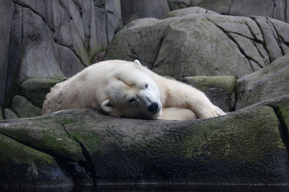 Polar Bear Predator Zoo
