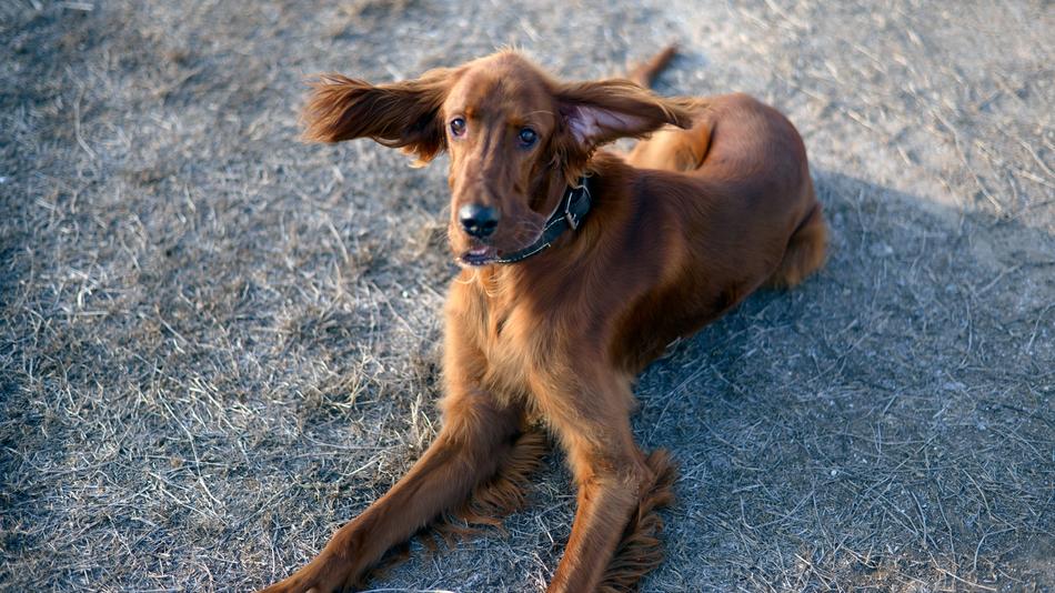 Dog Irish Setter Dogs