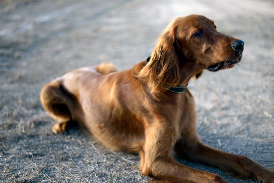Dog Irish Setter Dogs