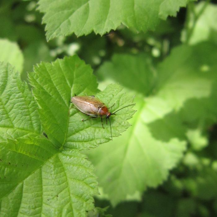 Insect Bug Cockroach
