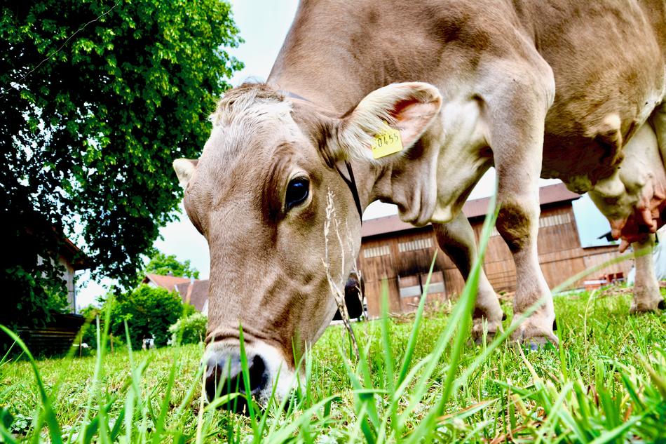 brown cow in a green meadow
