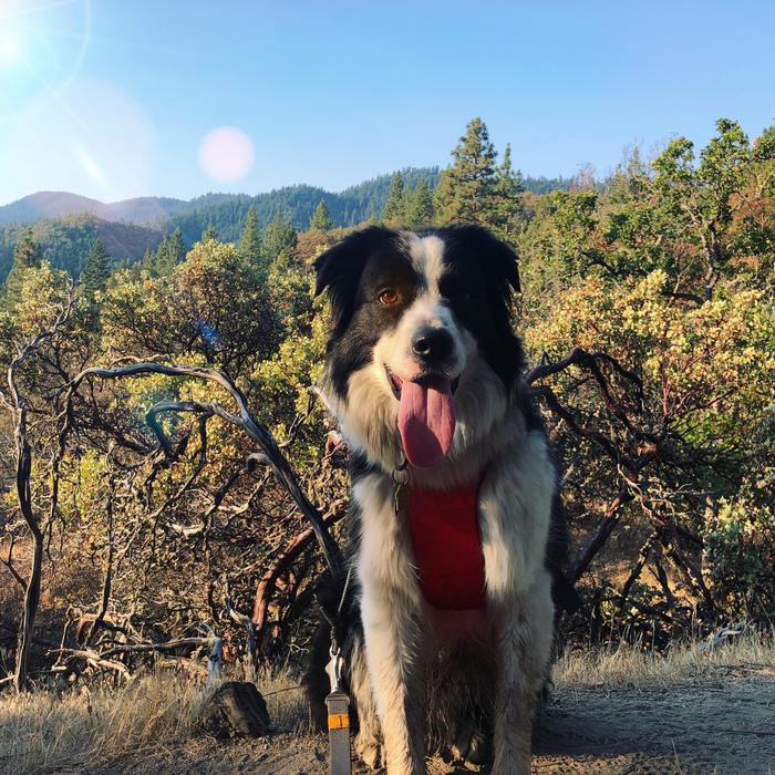 dog with a long tongue in the wild