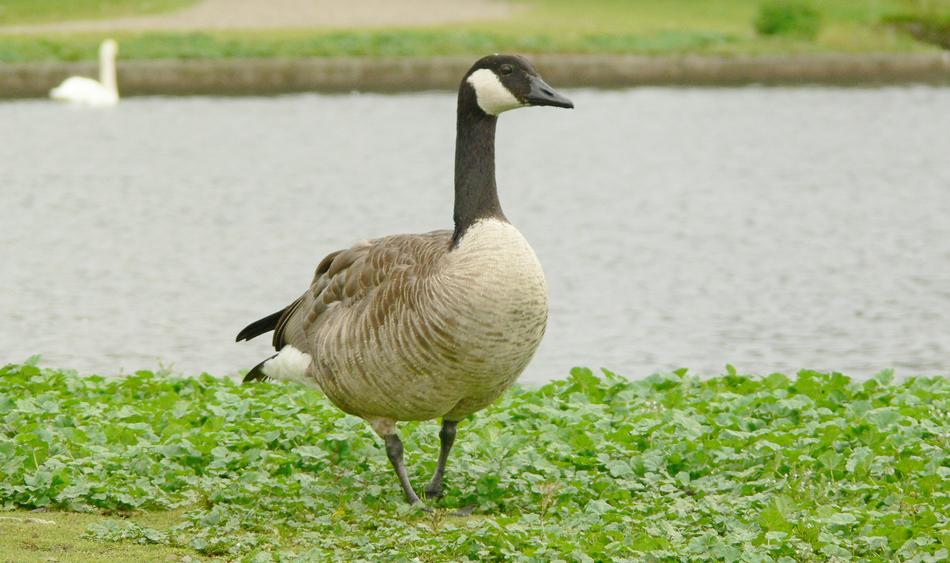 Duck Bird
