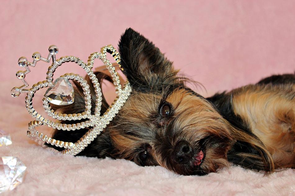 Yorkshire Terrier Dog Crown