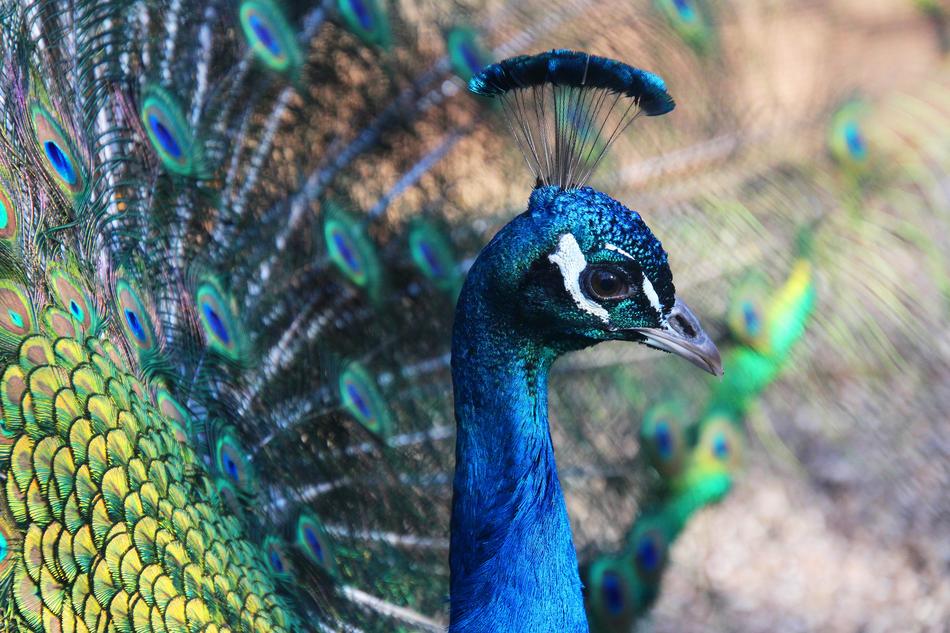 Peacock Animal Feather