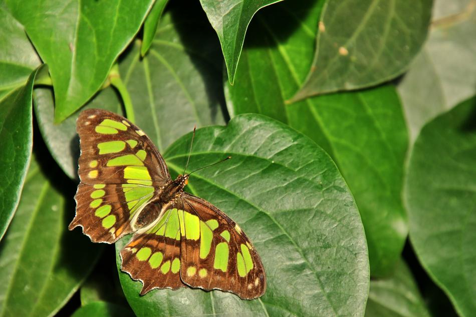 Malachite Butterfly in nature