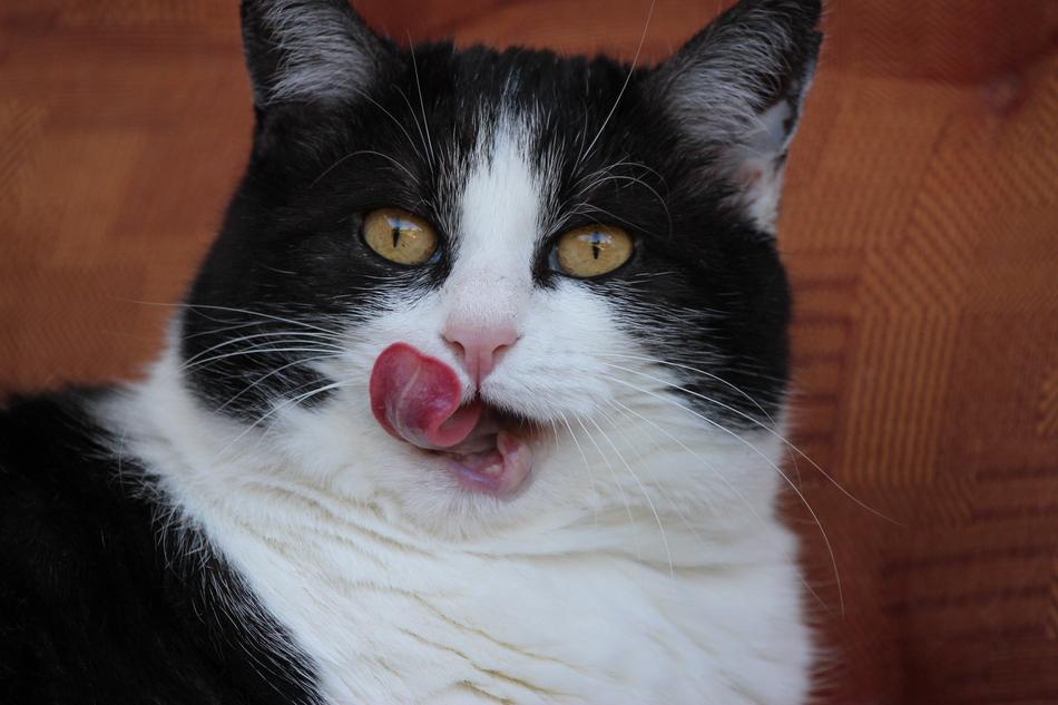 cat face is peeling
