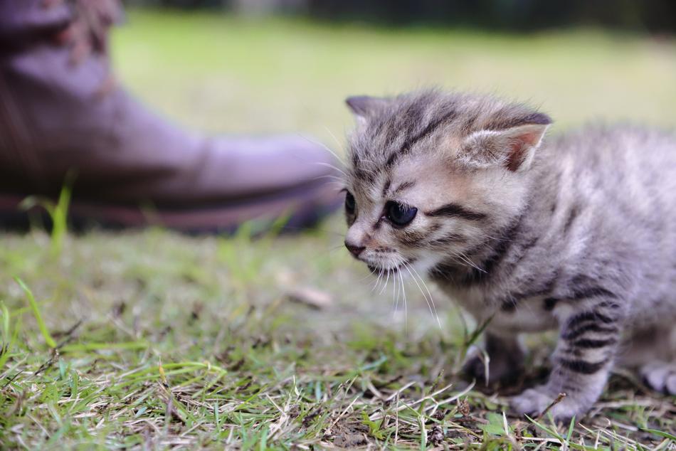 Little Cat in summer garden