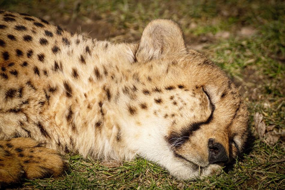 Cheetah Zoo Predator