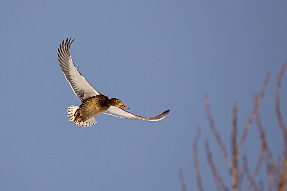 Duck Flying Bird