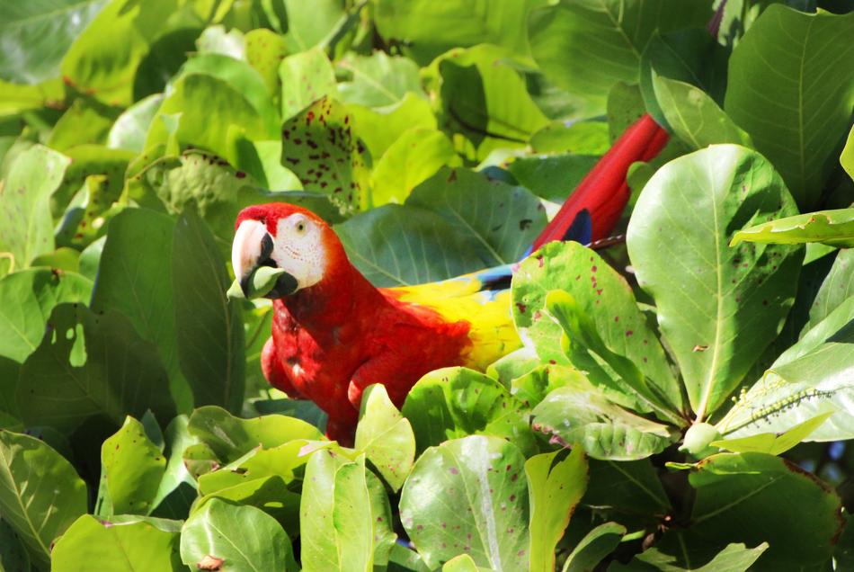 Parrot Red Ara