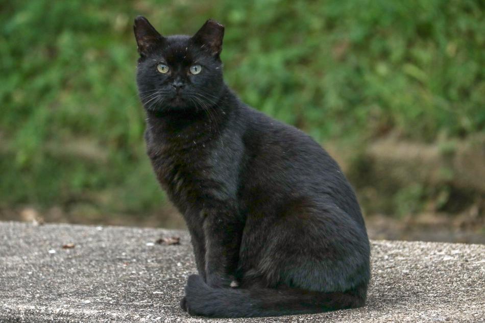 Black Cat Pet
